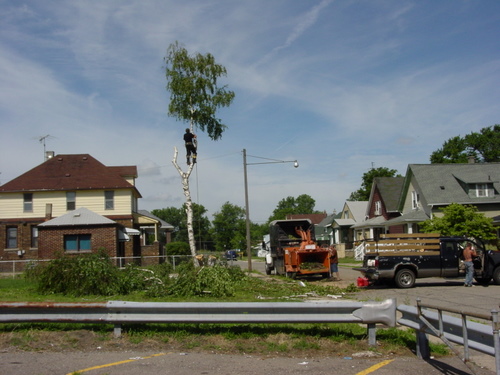 ./Gallery/2011 Bennet Lot Tree Removal/DSC06451.JPG